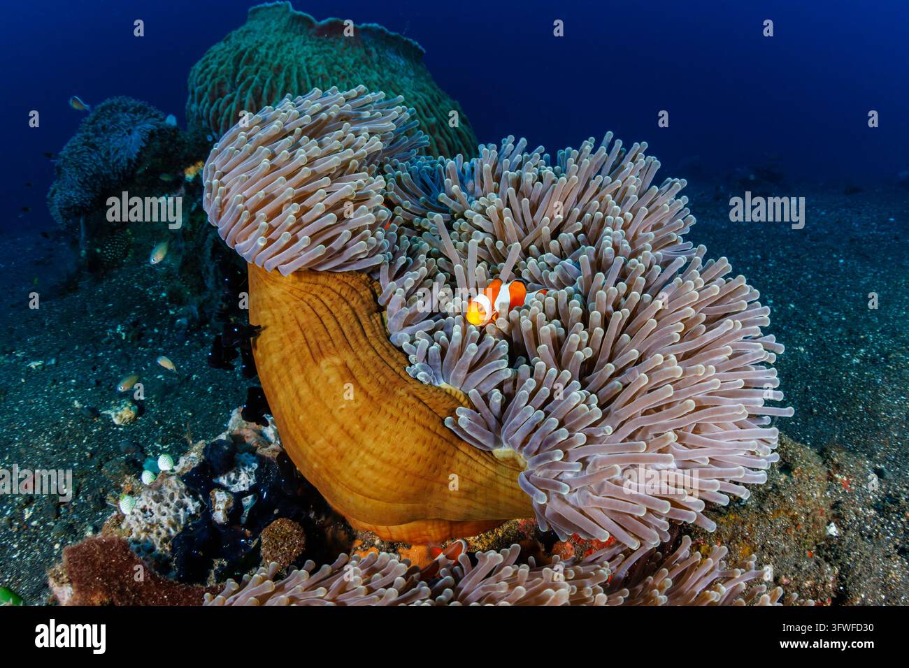 Scatto ampio subacqueo di pesci anemone tra tentacoli ondeggianti, simbiosi sul fondale corallino tropicale, associazione reciproca da cui ciascuna specie dipende Foto Stock