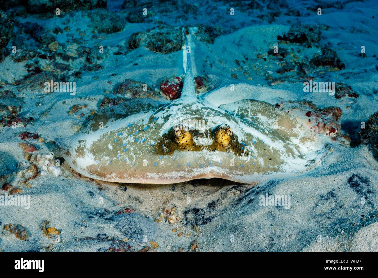Scatto subacqueo ad angolazione bassa di una razza maculata di blu parzialmente sepolta nella sabbia bianca su un pendio di scogliera tropicale, occhi prominenti sollevati in allerta per il pericolo Foto Stock