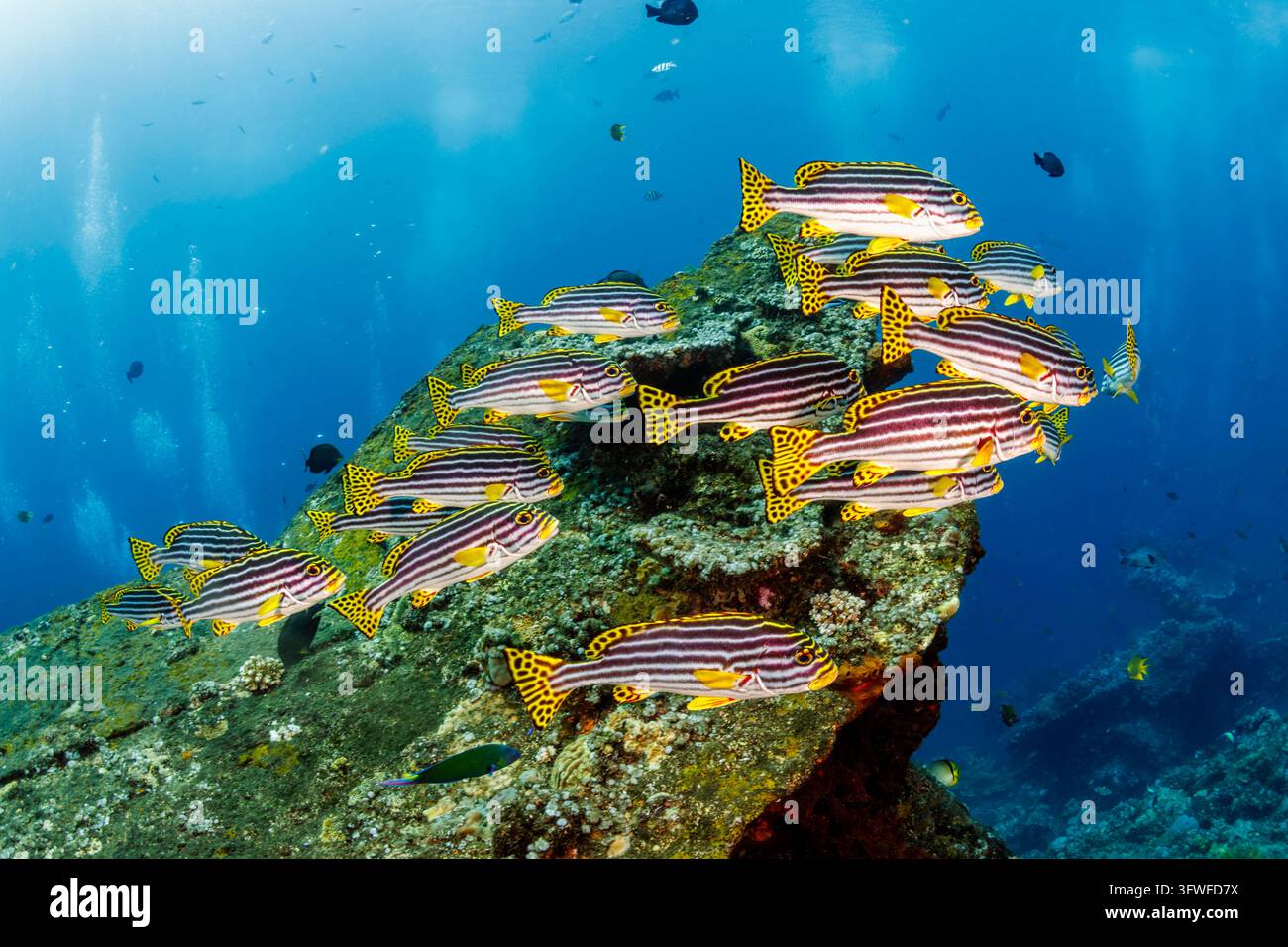 Scuola di pesci dalle labbra dolci striati che nuotano nella corrente sopra una barriera corallina dura, pinne giallo brillante e code maculate che si stagliano contro il blu profondo del mare Foto Stock