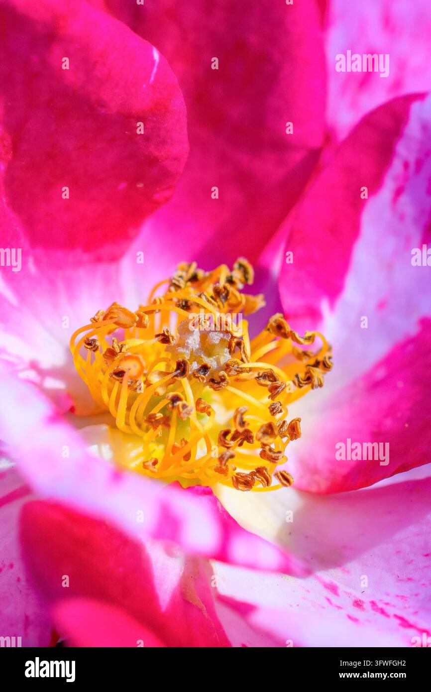 Macro close-up degli stami dorati all'interno di una rosa rosa e bianca. Foto Stock