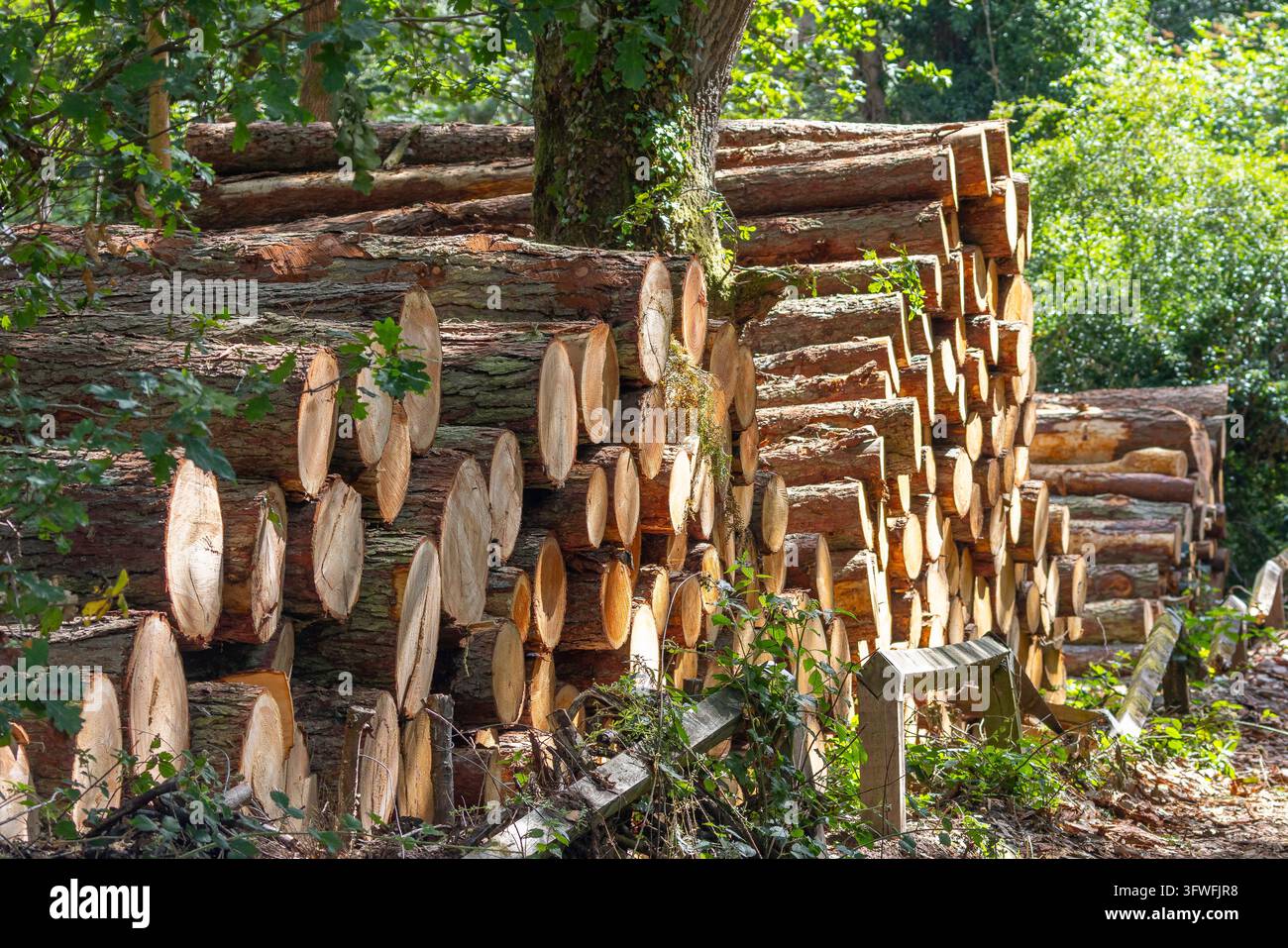 Tronchi di alberi impilati in un bosco del Regno Unito lungo una strada forestale, in estate. Foto Stock