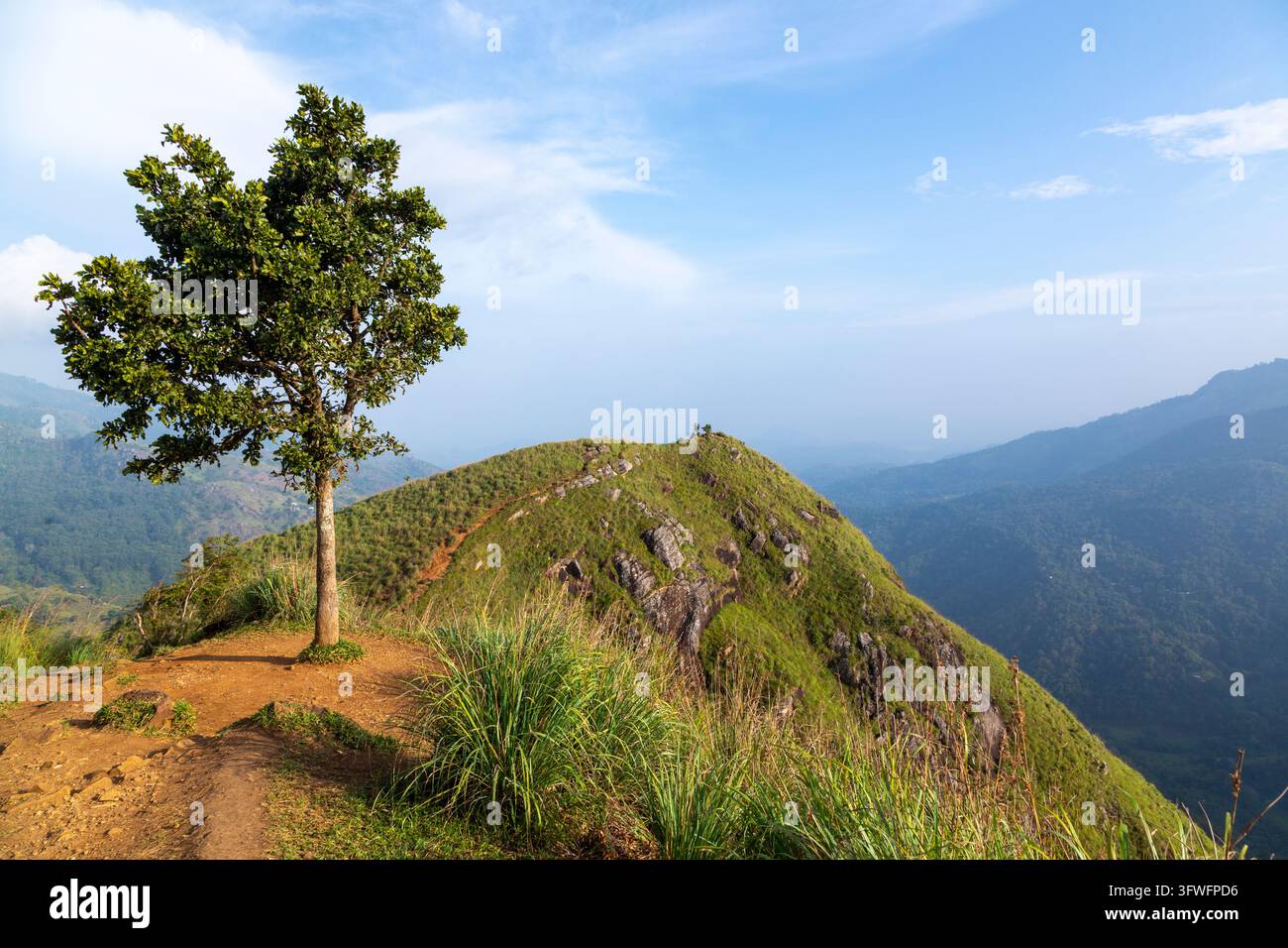 Albero solitario su una cresta erbosa sopra una valle, provincia di Uva, Ella, Sri Lanka Foto Stock