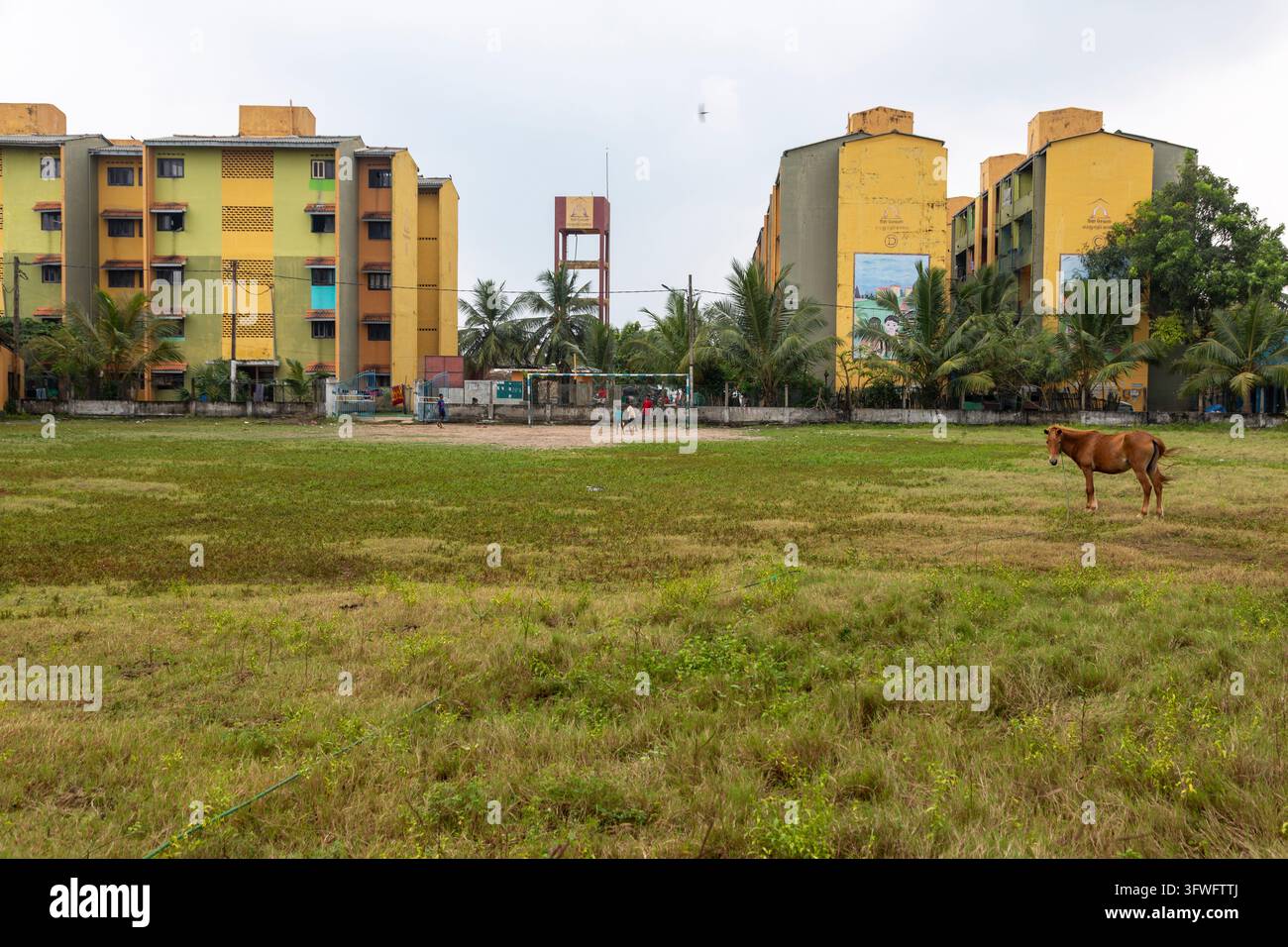 Cavallo che pascola in un campo vicino ad edifici residenziali colorati, Provincia Settentrionale, Jaffna, Sri Lanka Foto Stock