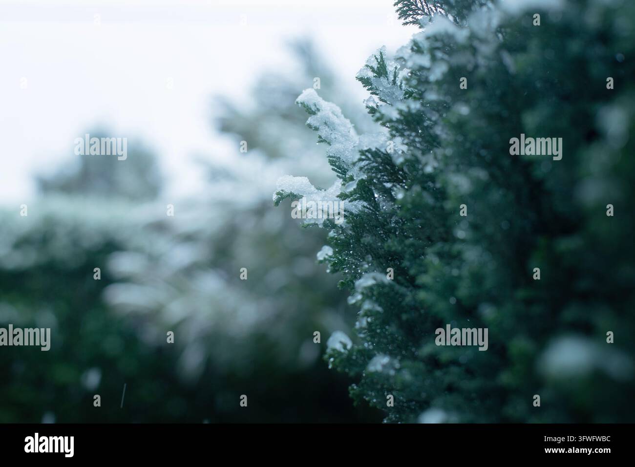 Aghi di pino coperti di neve in una foresta invernale nebbiosa, che evocano un clima freddo e un'atmosfera invernale silenziosa Foto Stock