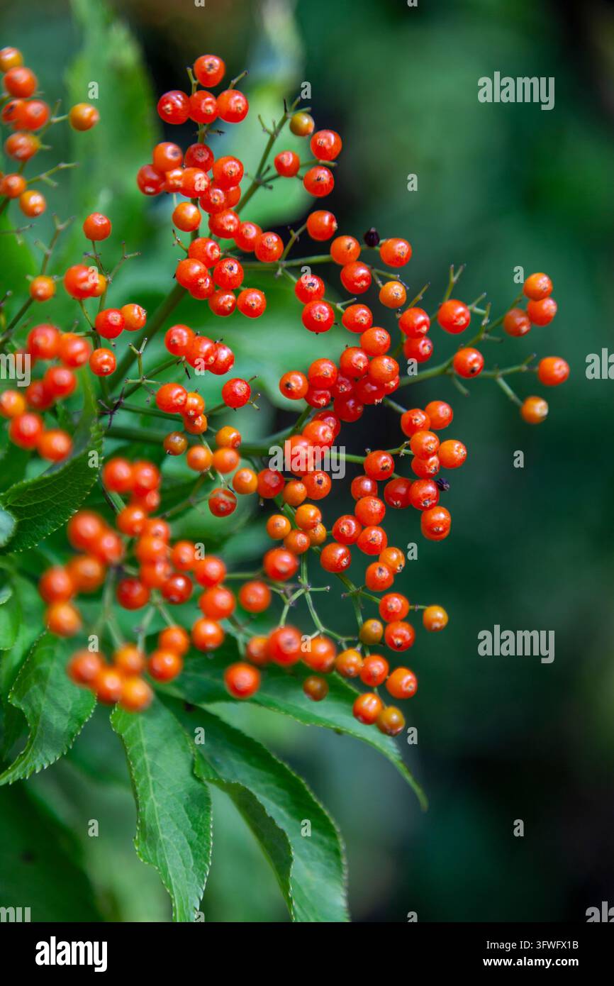 Grappolo di bacche selvatiche rosse brillanti su un arbusto in una foresta, Jammu e Kashmir, Kangan, India Foto Stock