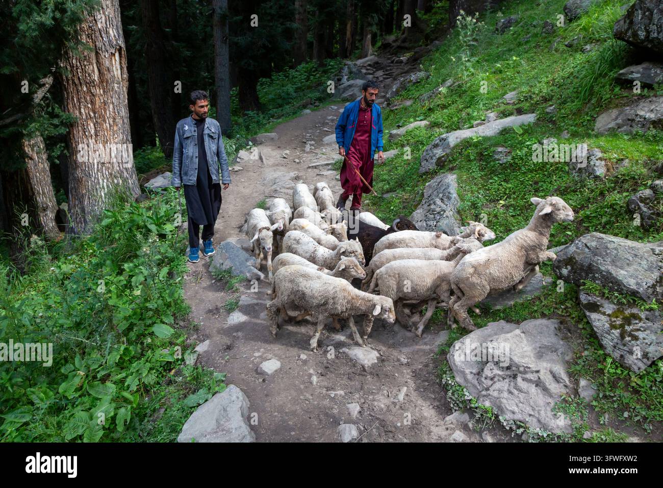 Due pastori Gujjar che pascolano pecore lungo un sentiero boschivo roccioso, Jammu e Kashmir, valle di Aru, India Foto Stock