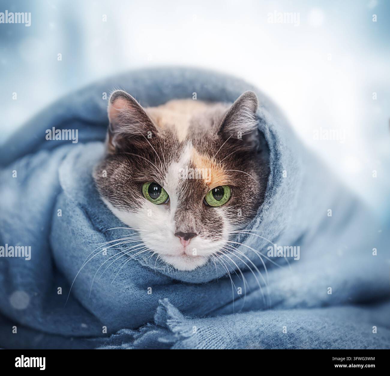 Gatto calico dagli occhi verdi avvolto in una sciarpa blu morbida Foto Stock