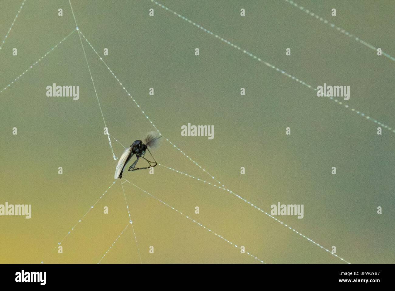 Piccolo insetto volante intrappolato in una ragnatela su uno sfondo verde morbido Foto Stock