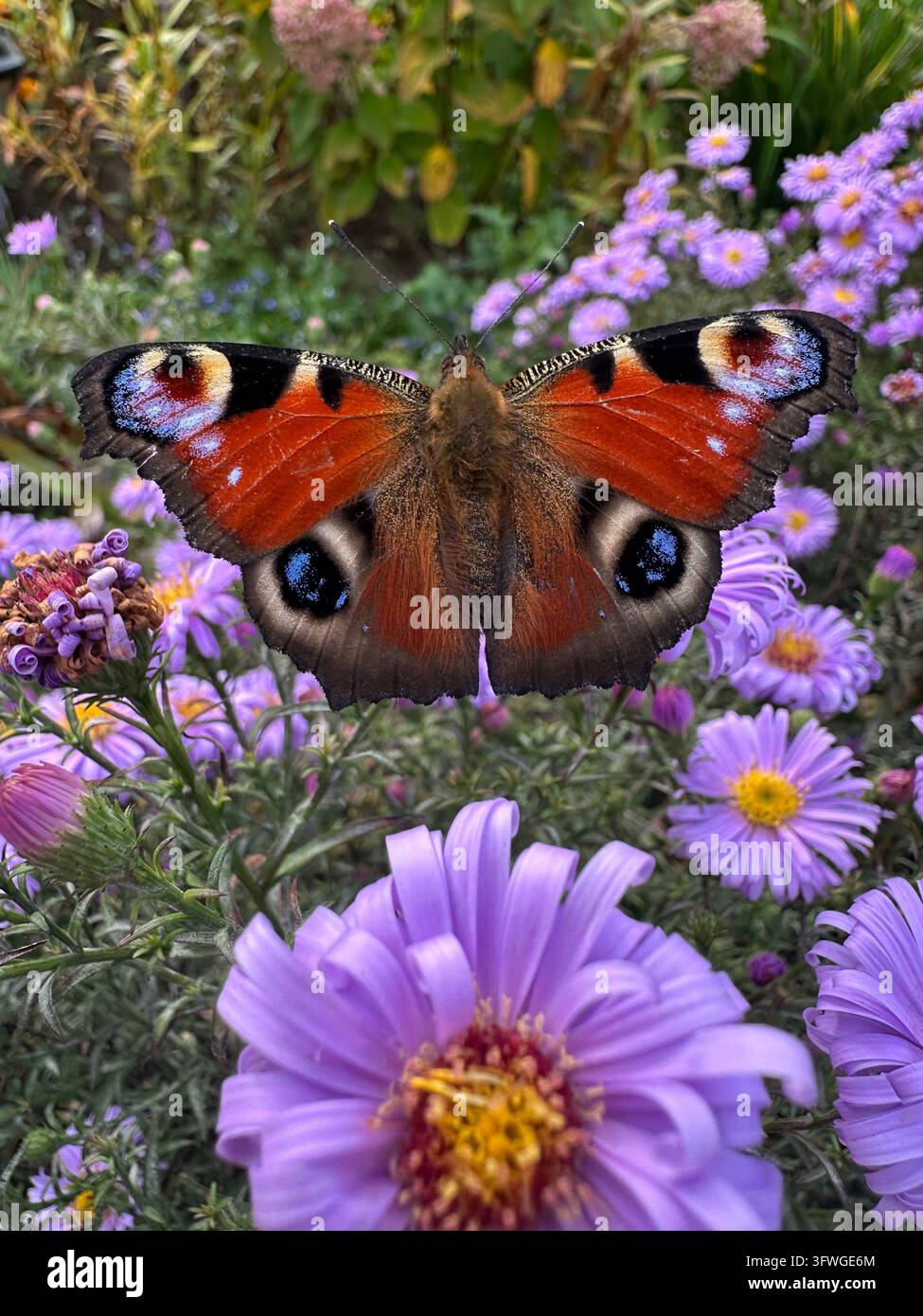 Prima piano di una farfalla pavone europea (Aglais io) con ali spiegate e macchie oculari prominenti tra fiori viola e fogliame verde. - Immagine stock catturata con smartphone