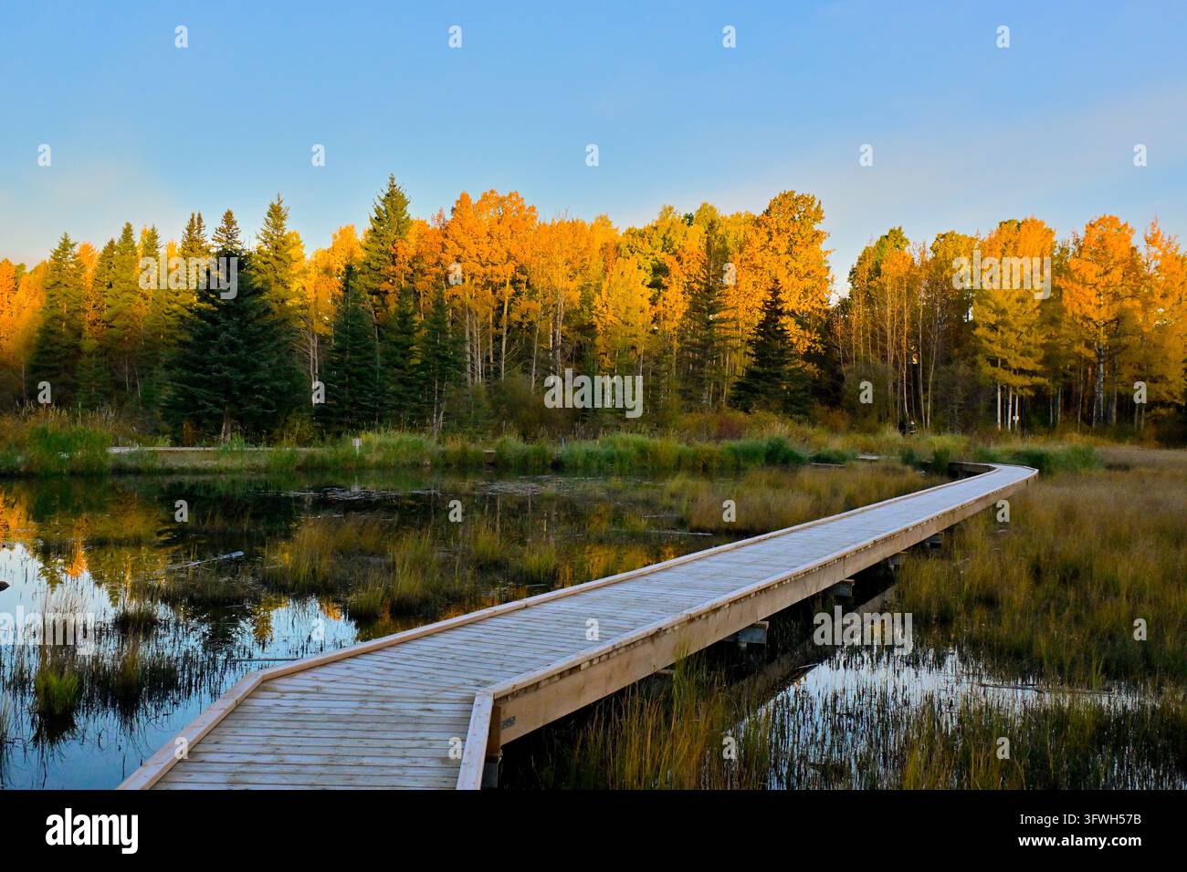 Un'immagine autunnale di una sezione del lungofiume Beaver a Hinton, Alberta, Canada. Foto Stock