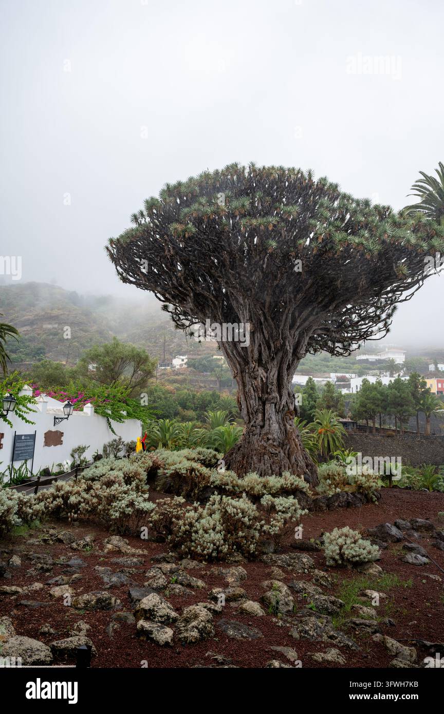 Cieli più chiari rivelano più della valle terrazzata oltre il Drago Milenario rispetto ai fotogrammi più nebbiosi nelle vicinanze. Un controparte più luminoso all'interno dello stesso garage Foto Stock