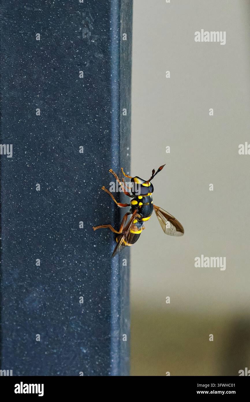 Mosca volantino Ceriana Ornata che imita una vespa su una superficie metallica strutturata Foto Stock