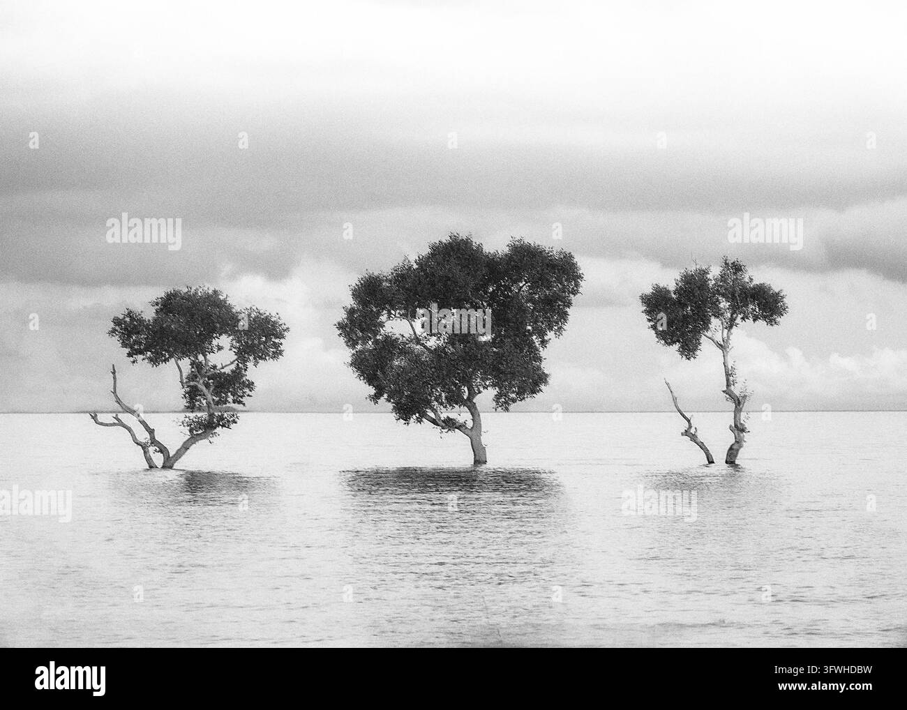 Una fotografia orizzontale in bianco e nero che mostra tre alberi di mangrovia maturi disposti in linea retta all'interno dell'oceano. La superficie calma dell'acqua ca Foto Stock
