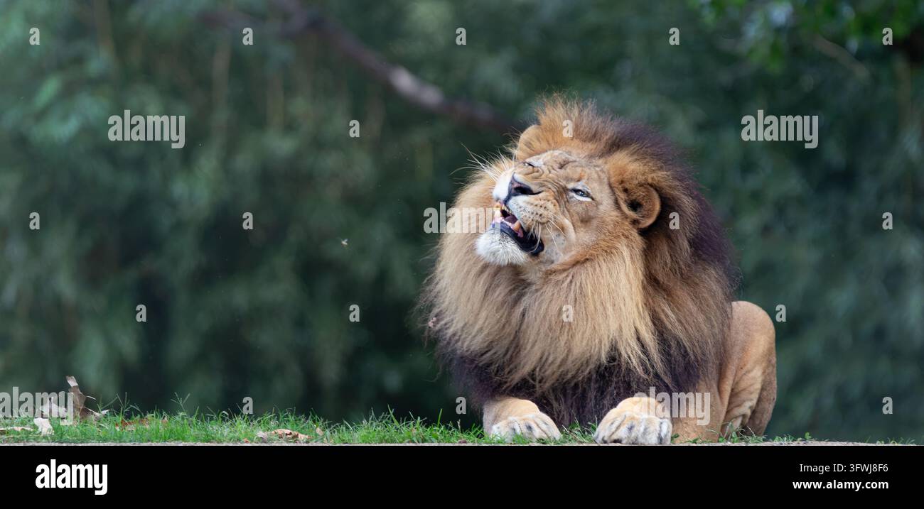 Leone maschio maestoso che guaisce sdraiato nell'erba Foto Stock