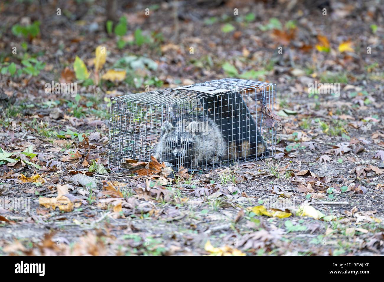 Un procione è seduto in una trappola rettangolare per catture vive in filo metallico appoggiata su un terreno cosparso di foglie cadute. Foto Stock