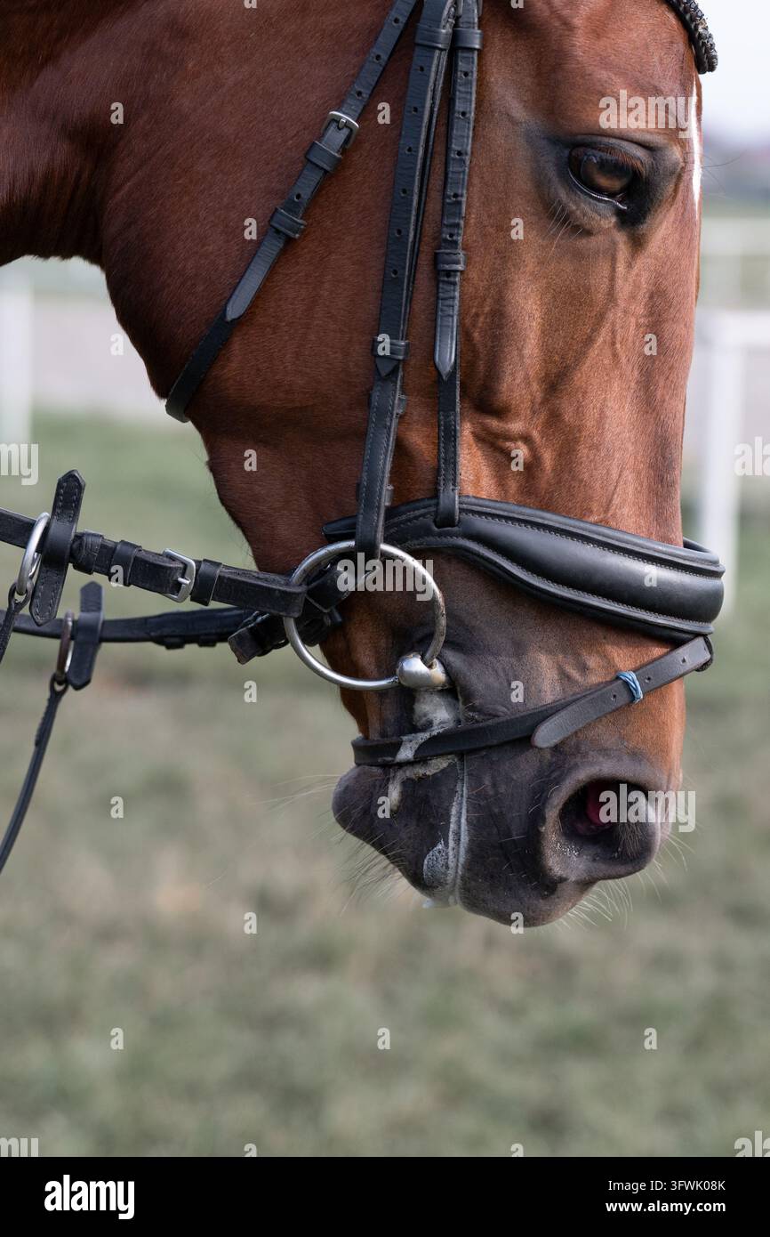 Scatto dettagliato del muso di un cavallo purosangue castano con finimenti da equitazione professionali durante una sessione di allenamento o una competizione sportiva. Concetto di lavoro attivo Foto Stock