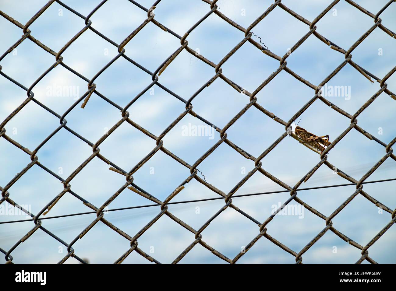 Cavalletta Aiolopus thalassinus appollaiata su una recinzione Foto Stock