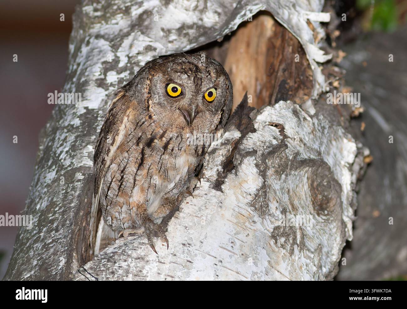 Ritratto ravvicinato di un gufo comune eurasiatico selvatico che vocalizza con il becco aperto mentre è posato su un ramo durante la notte. Fotografia naturalistica eccezionale Foto Stock