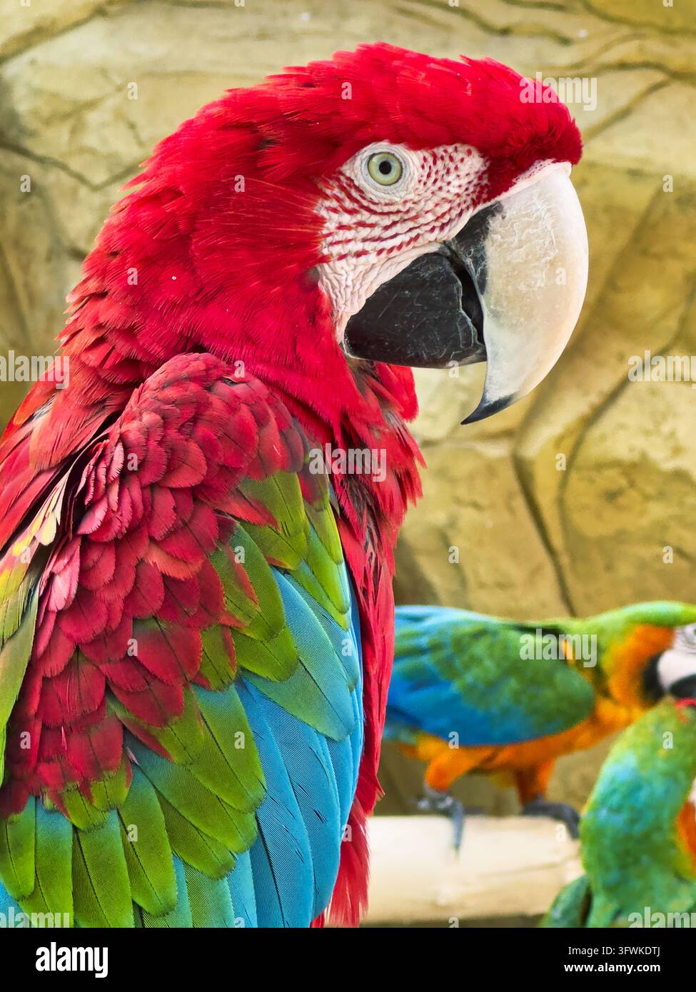 Prima piano di un pappagallo ara con artiglio vicino al becco. Ara dalle ali verdi o ara rosso-verde (Ara chloroptera) con sfondo sfocato in bokeh. Foto Stock