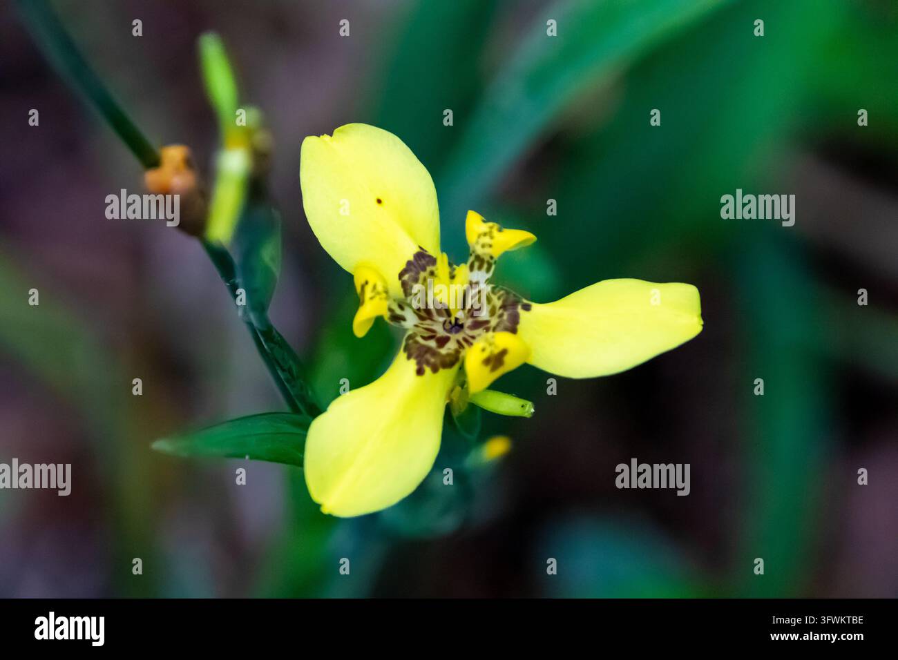 Un elegante primo piano di un fiore di iris giallo, che evidenzia il suo colore giallo brillante e gli intricati motivi marroni su una foglia verde morbida. Foto Stock