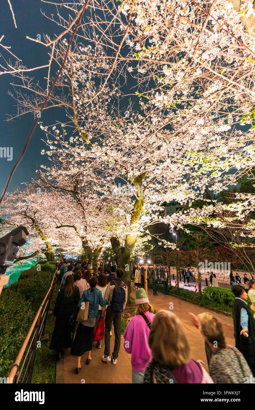 I ciliegi in fiore illuminati nel parco Chidorigafuchi di Tokyo attirano folle di turisti e locali in primavera, che vengono ad ammirare la bellissima esposizione. Foto Stock