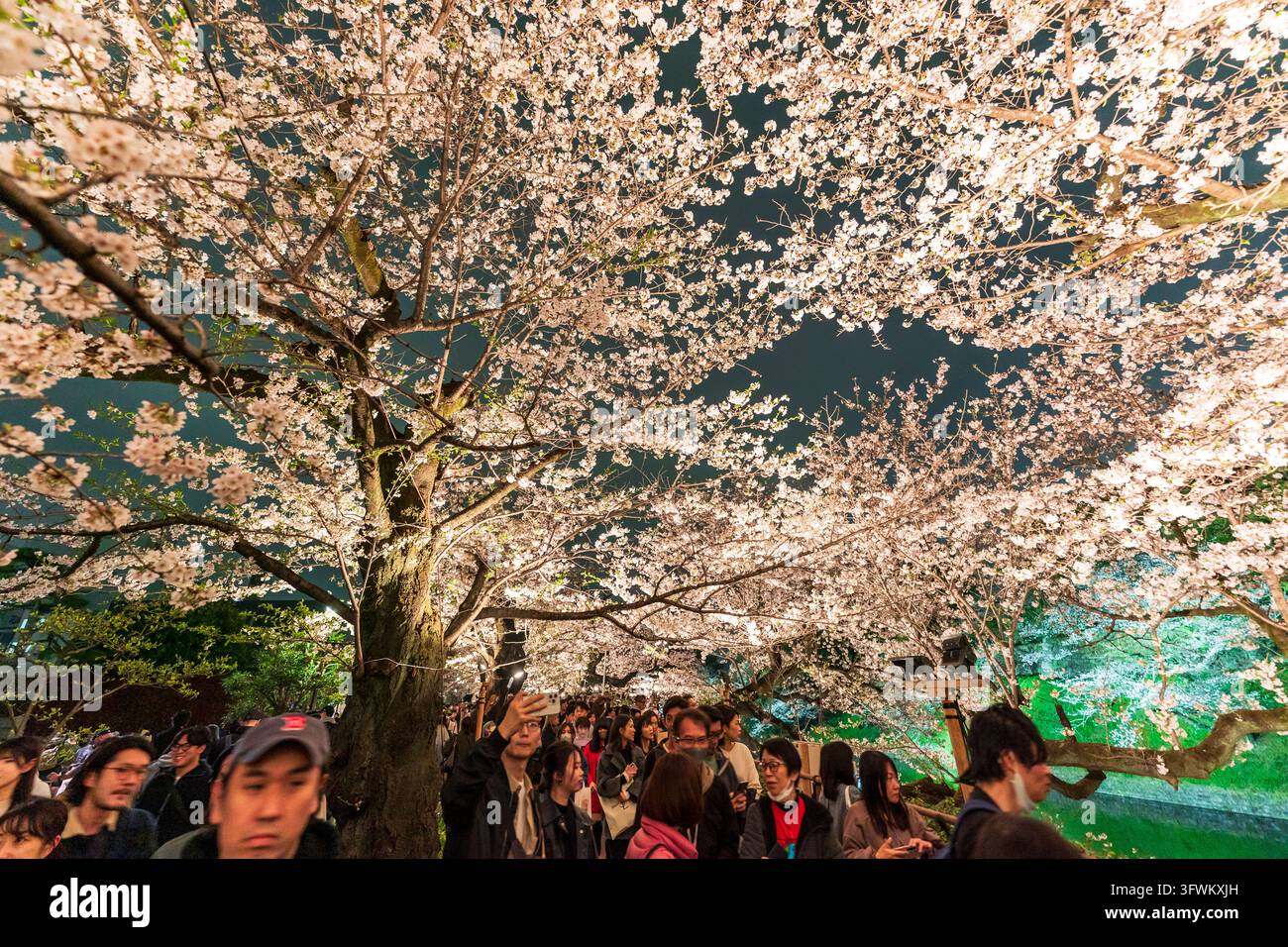 I ciliegi in fiore illuminati nel parco Chidorigafuchi di Tokyo attirano folle di turisti e locali in primavera, che vengono ad ammirare la bellissima esposizione. Foto Stock