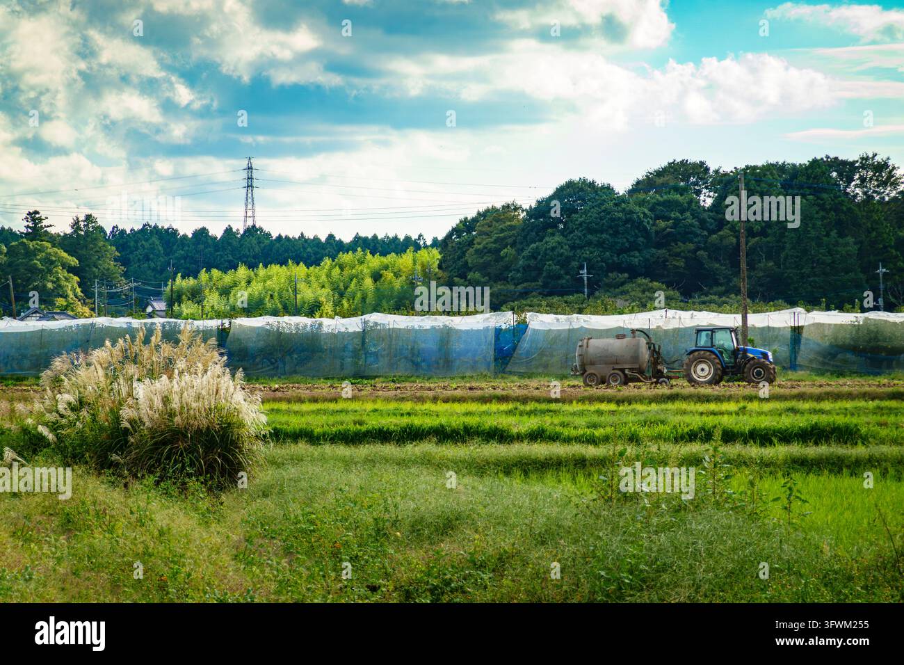 L'autunno in campagna porta campi di riso dorati Foto Stock