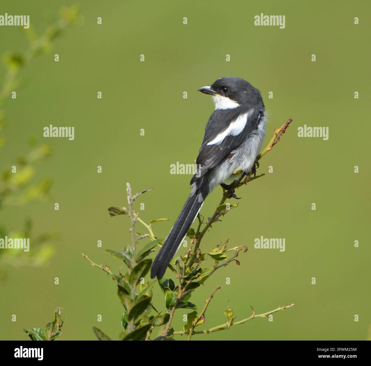 Fisical meridionale adulto (Lanius collaris), noto anche come Fisical Shrike o Uccello macellaio, appollaiato su un cespuglio spinoso in cerca di prede ad Addo Foto Stock