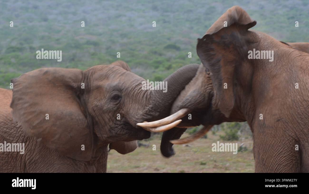 Due bulloni di elefante della savana africana (Loxodonta africana) che lottano e si spingono con trunk e zanne intrecciate, Parco Nazionale degli Elefanti di Addo Foto Stock