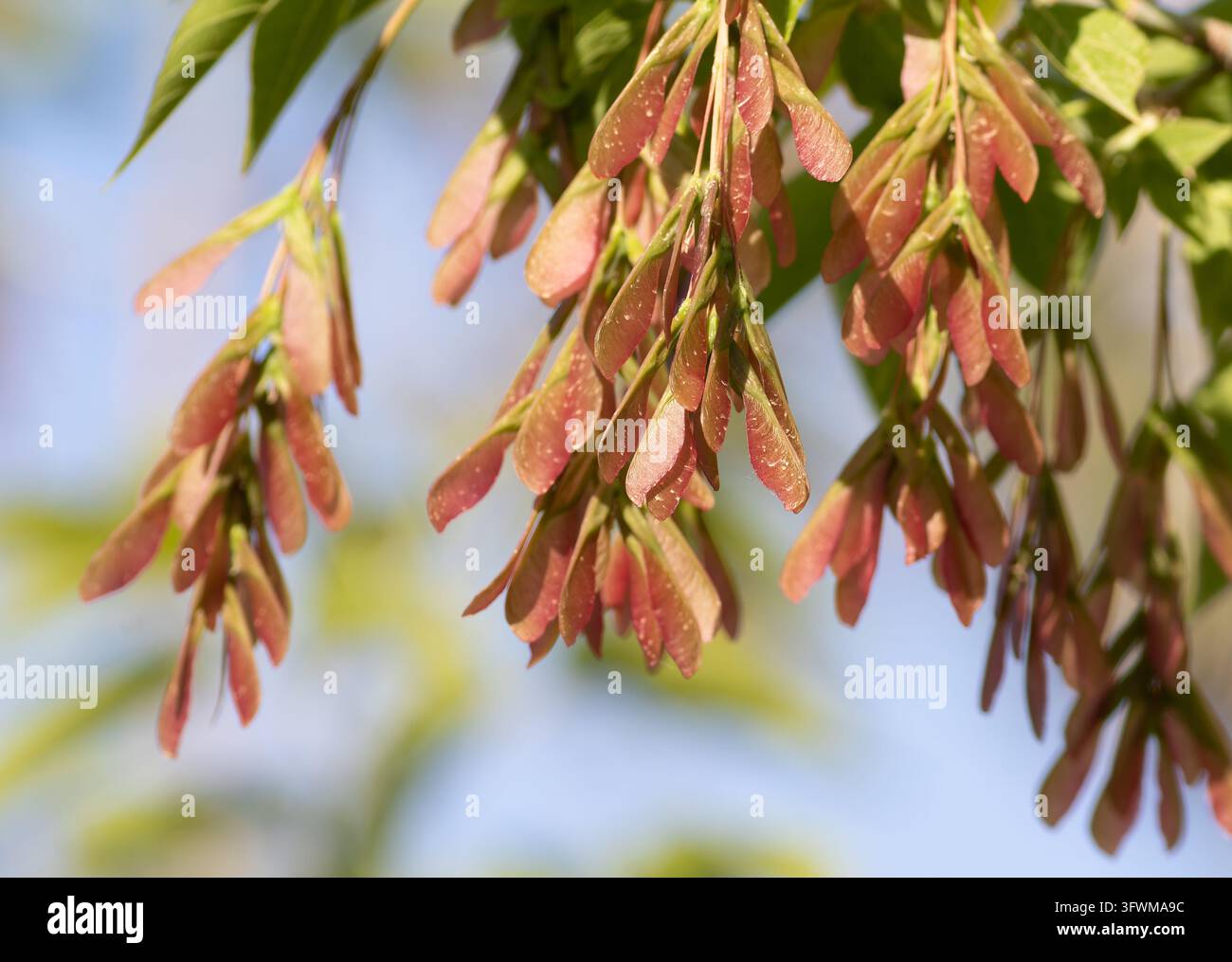 Primo piano di giovani samare rosa o semi alati di un acero negundo (Acer negundo) appesi ai rami con foglie verdi su uno sfondo sfocato e morbido Foto Stock