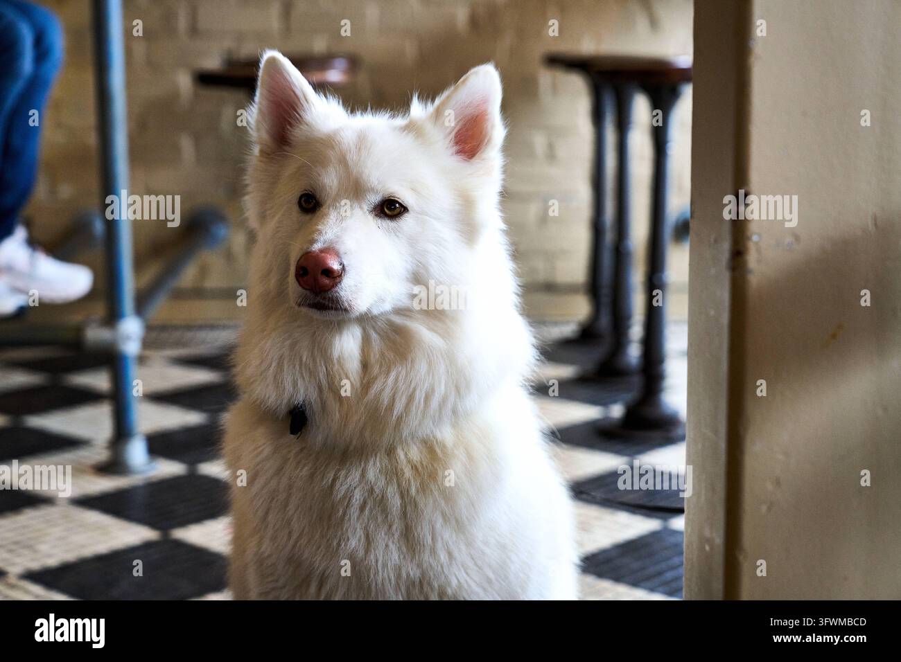 Cane bianco e soffice con il naso rosa seduto su un pavimento piastrellato all'interno di un caffè, guardando attentamente la fotocamera. Foto Stock