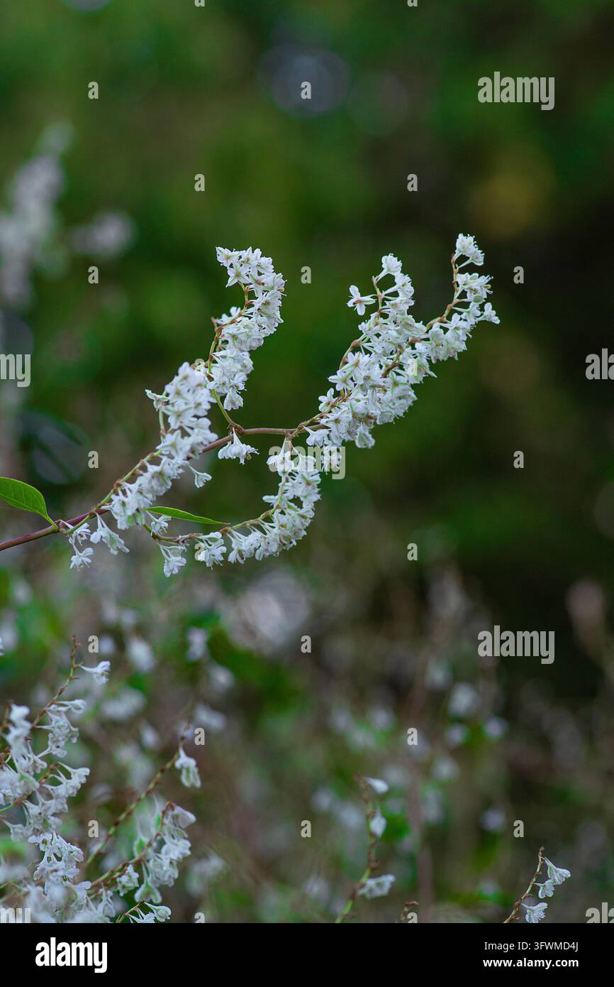Vite russa (Fallopia baldschuanica) "mile-a-minute" in fiore a ottobre Foto Stock