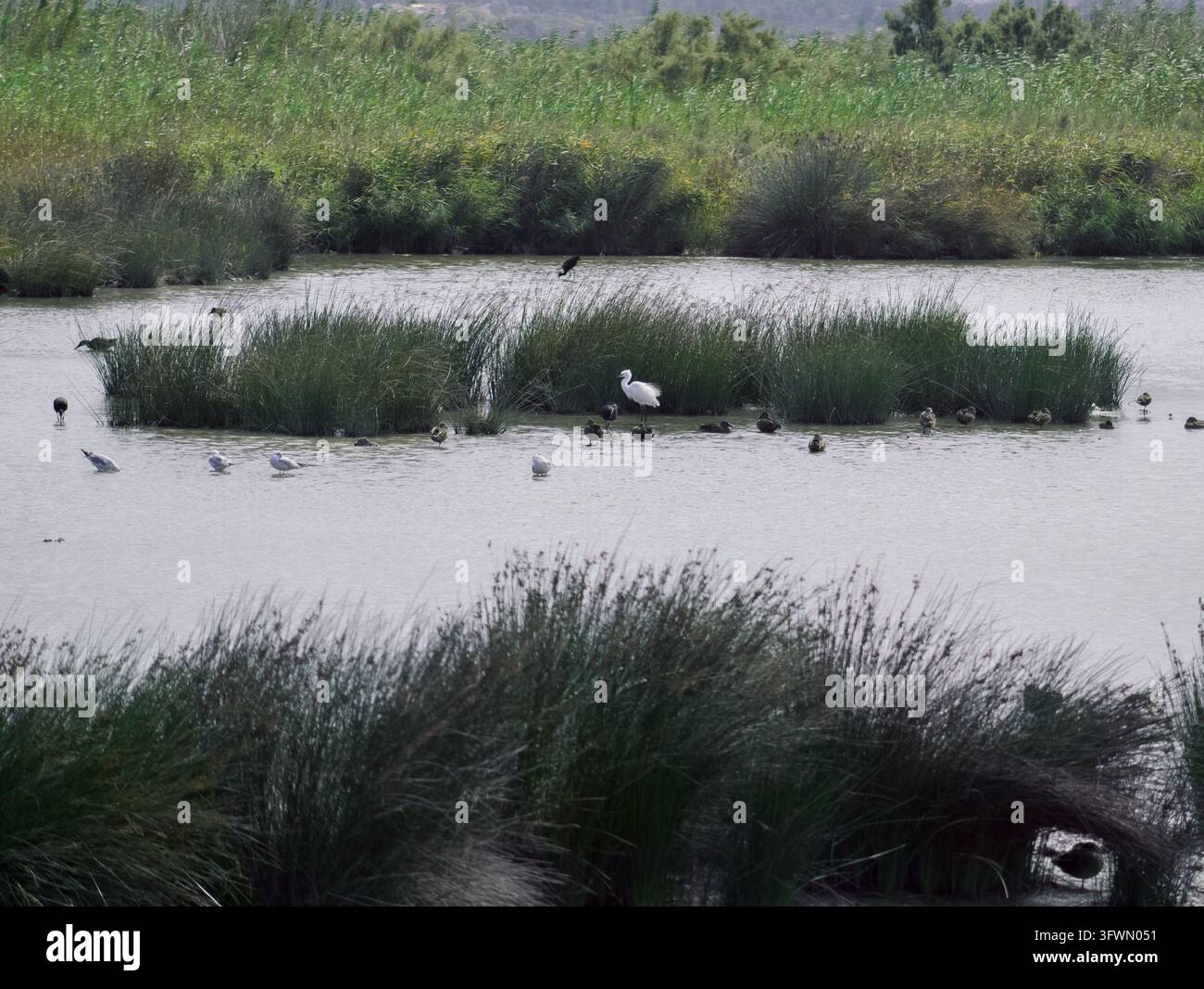 Un piano all'altezza degli occhi cattura varie specie di uccelli acquatici, tra cui un prominente airone bianco, insieme a anatre e altri uccelli, che si riposano e si guadano in una acqua dolce Foto Stock