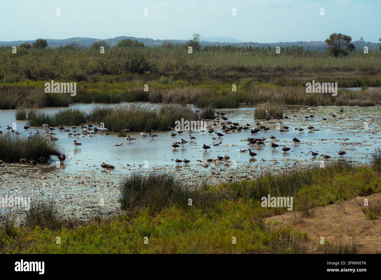 Un piano ampio che cattura un gruppo vario di uccelli acquatici, tra cui anatre, gabbiani e altri uccelli acquatici, radunati in una palude illuminata dal sole a Muro, Spagna. Foto Stock