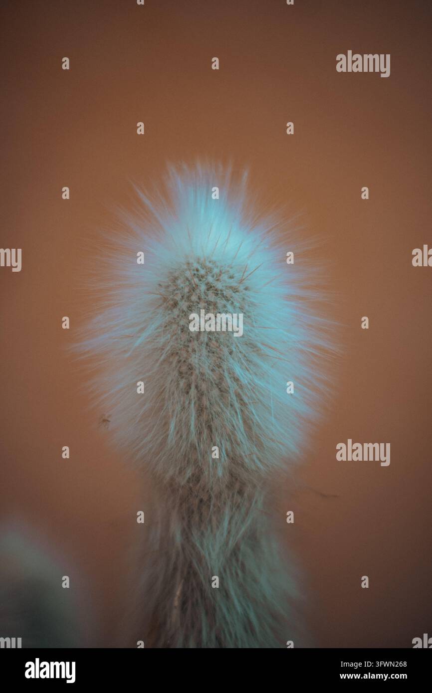 Un primo piano estremo, scatto astratto delle spine argentate e simili a capelli di un cactus su uno sfondo marrone morbido e sfocato. La trama e i dettagli del Foto Stock