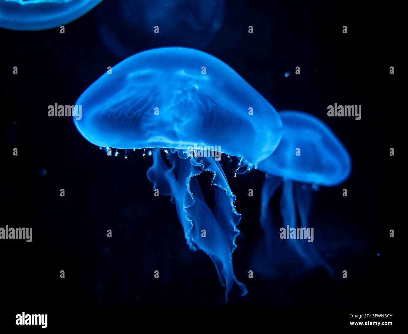 Due meduse blu luminose con tentacoli delicati sono catturate in un ambiente subacqueo scuro. Il soggetto principale è a fuoco nitido, mostrando il suo Foto Stock