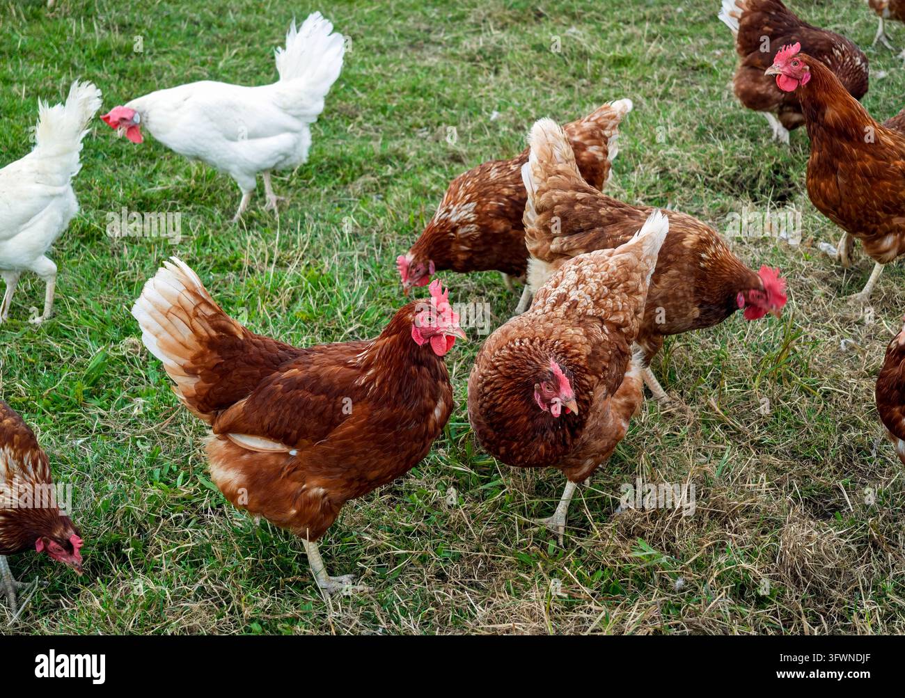Allevamento di polli, galline a pascolo libero in un pascolo, agricoltura biologica Foto Stock