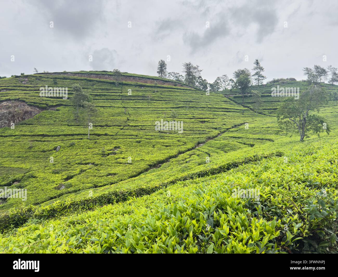 Pianta di tè di Ceylon che cresce su un pendio terrazzato sotto un cielo grigio e coperto nello Sri Lanka. Rigogliosi cespugli di camellia sinensis e file di terreno agricolo. Foto Stock