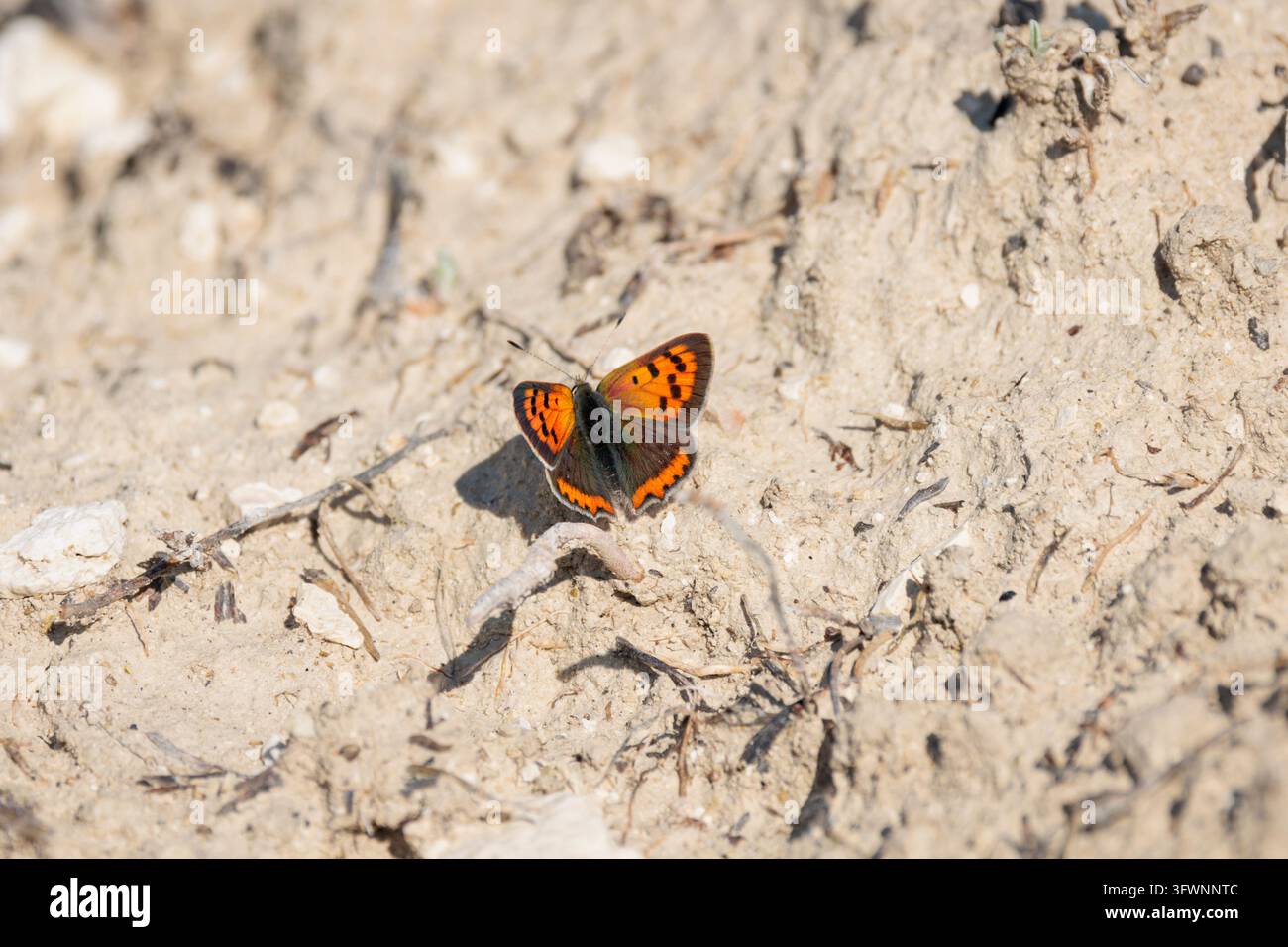 Piccola farfalla di rame che riposa sul terreno argilloso, Gaianes, Spagna Foto Stock