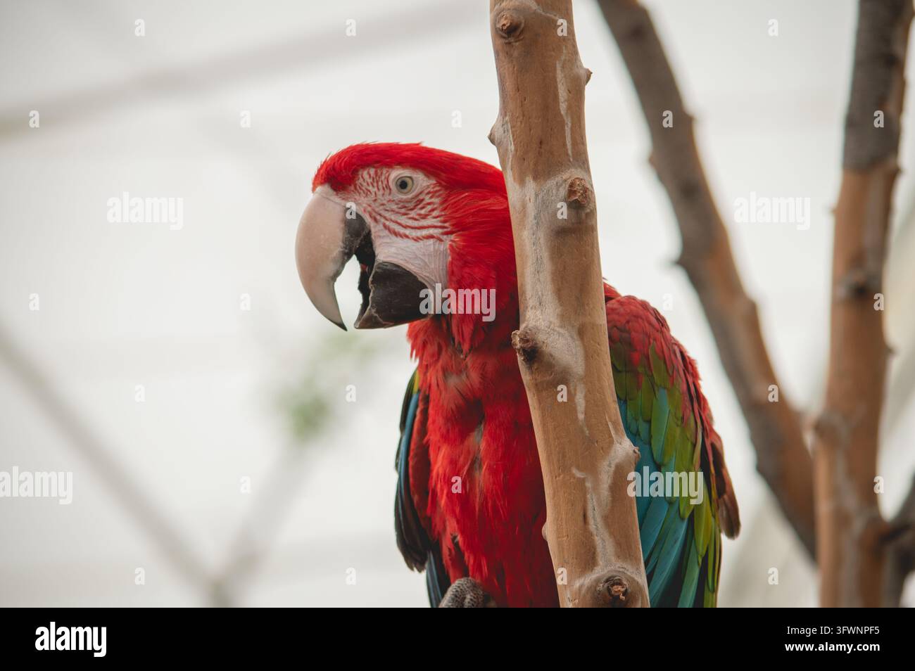 Ara rosso-verde appollaiato su un ramo allo zoo di Buin, Cile. Foto Stock