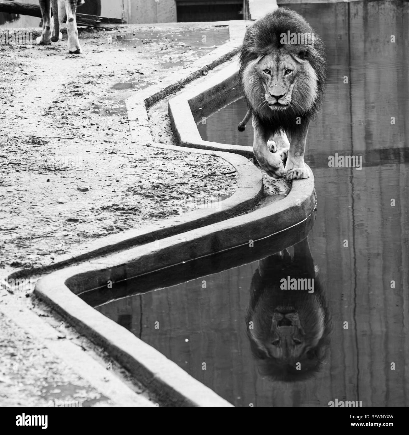 Immagine in bianco e nero di un maestoso leone maschio che passeggia vicino al proprio riflesso nello stagno Foto Stock