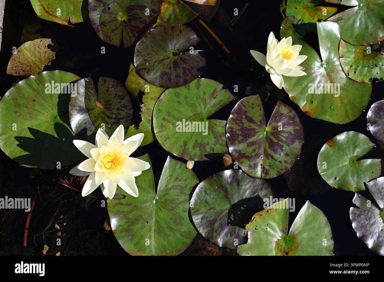Fiori giallo pallido e foglie o cuscini verdi striati di viola / bronzo di ninfea, Nymphaea 'Marliacea Chromatella' Regno Unito settembre Foto Stock