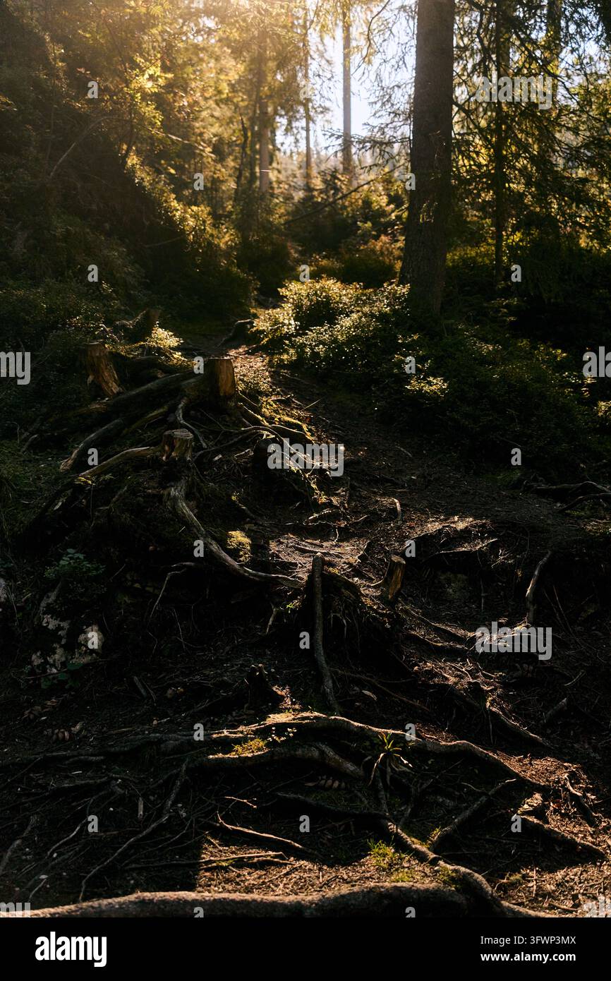 Radici e ceppi di alberi esposti sul terreno boschivo ombreggiato con luce calda e bassa che filtra attraverso la chioma delle conifere fino al sottobosco muschioso e al sentiero tortuoso Foto Stock