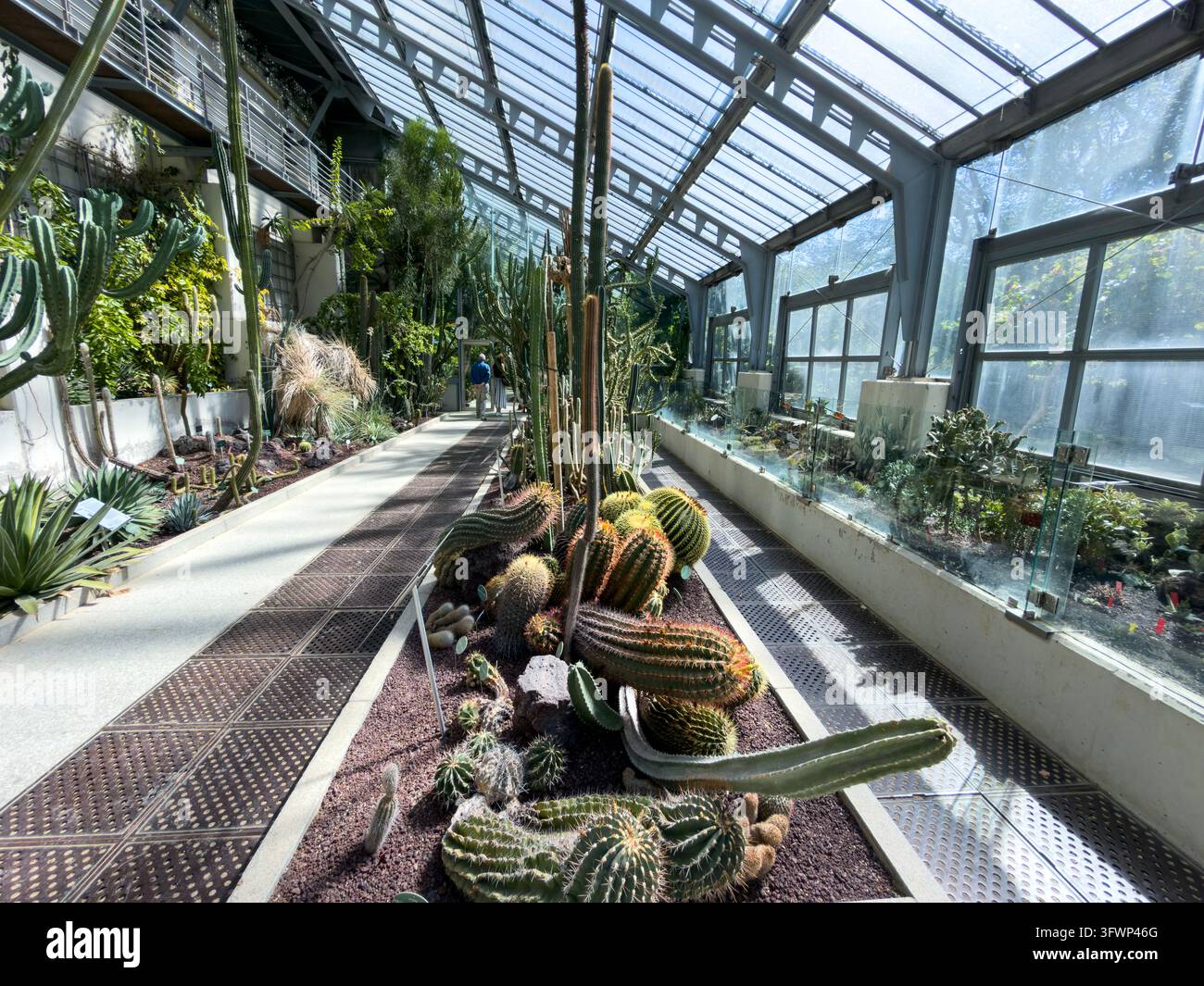 Real Jardín Botánico di Madrid, Paseo del Prado, Madrid, Spagna Foto Stock