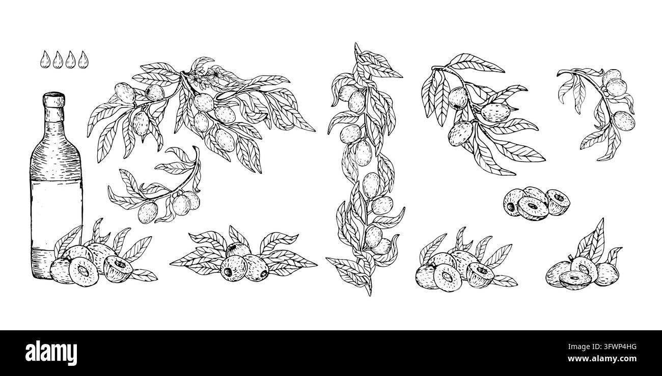 Illustrazione vettoriale di un set di olive con bottiglia d'olio di vetro, rami frondosi e frutti interi, stile incisione vintage, isolato su bianco. Perfetto per Illustrazione Vettoriale