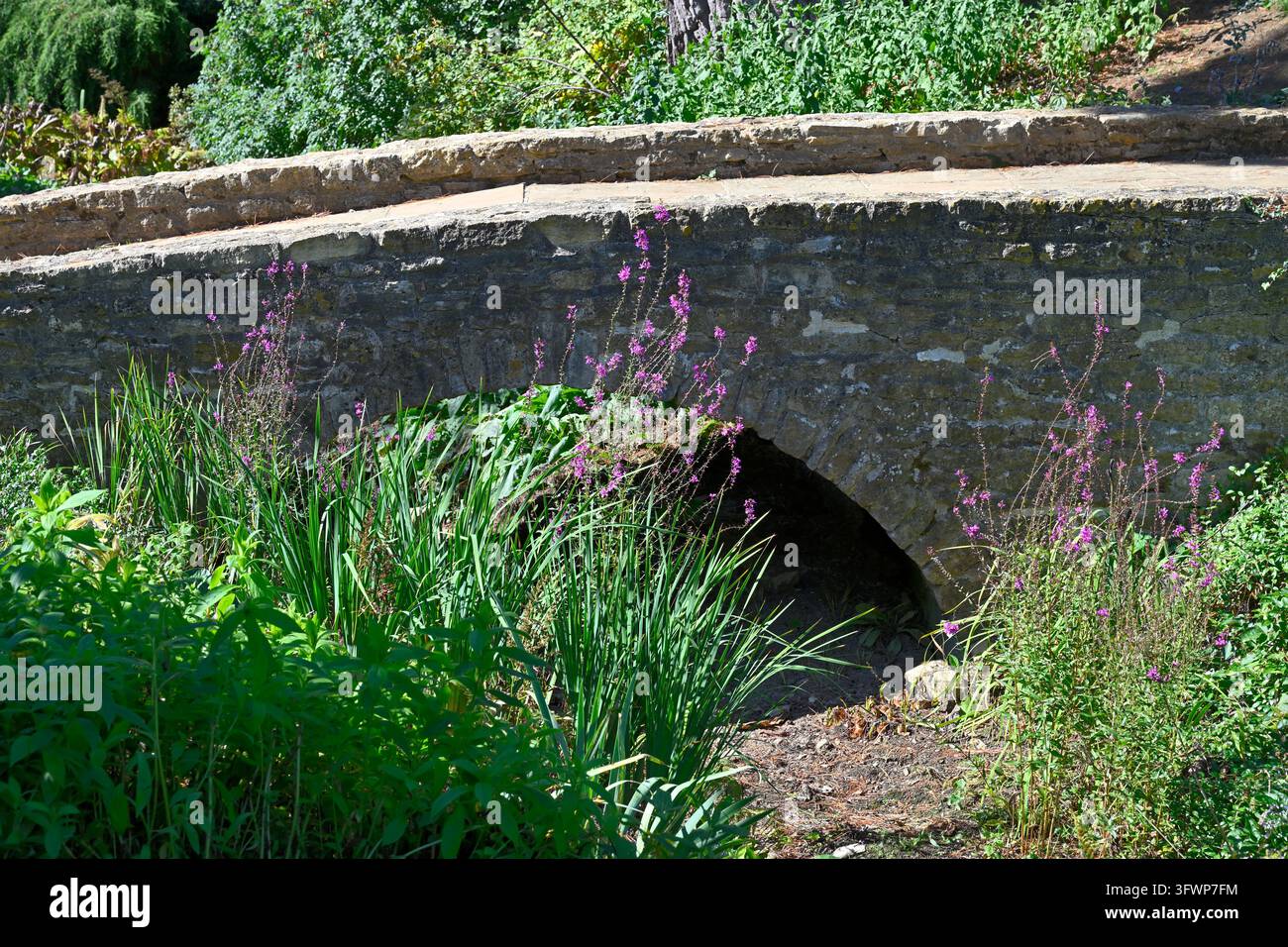 Lythrum salicaria o salicaria purpurea che cresce vicino a un ponte ad arco in pietra a Hidcote Manor Garden, Chipping Campden, Gloucestershire, UK, a settembre Foto Stock