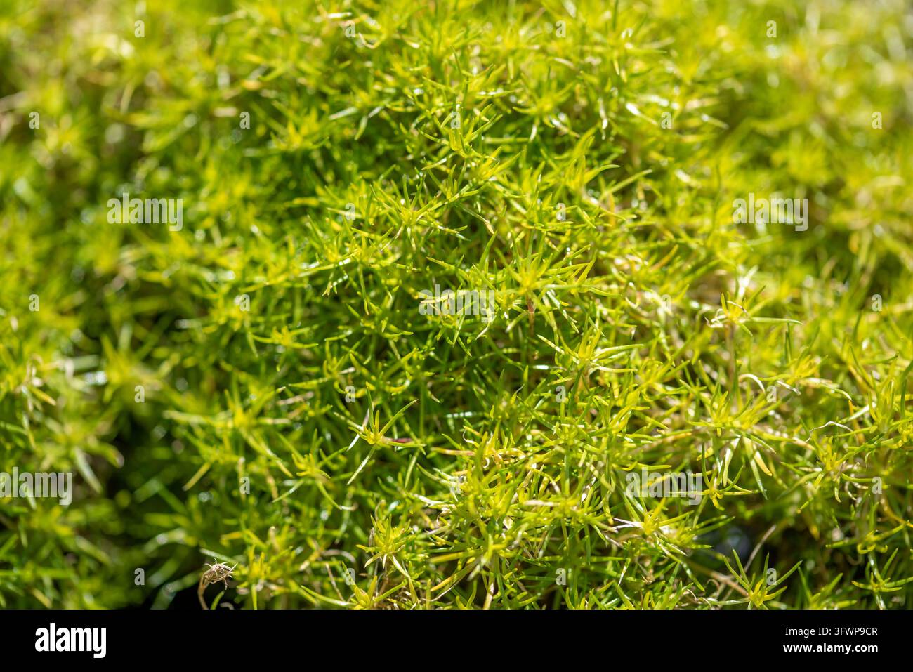 Un impressionante foto macro in primo piano che mostra il fitto fogliame a forma di ago, di un vibrante verde limone, di una pianta da copertura del suolo come il muschio irlandese (Sagina) o il muschio Foto Stock