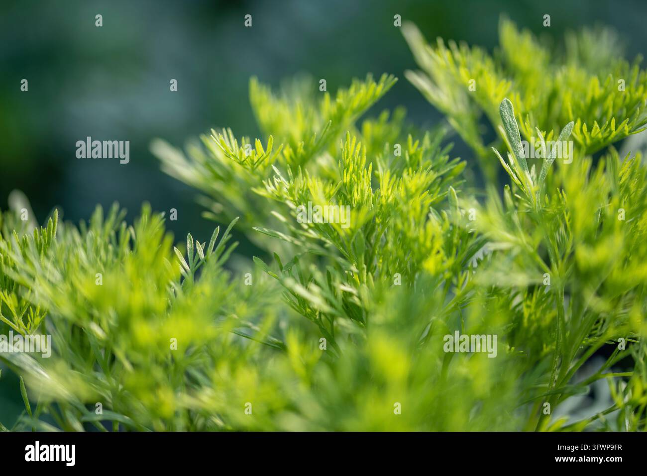 Una straordinaria foto macro in primo piano che mostra le foglie verdi delicate e finemente divise di una pianta erbacea fresca che cresce in una vivaio commerciale Foto Stock