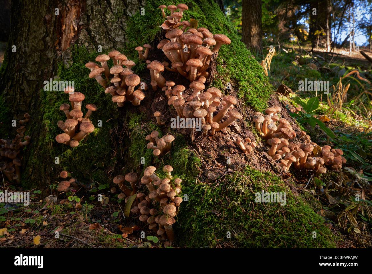 Funghi commestibili LArmillaria ostoyae delle foreste dell'Europa centrale, Slovacchia Foto Stock