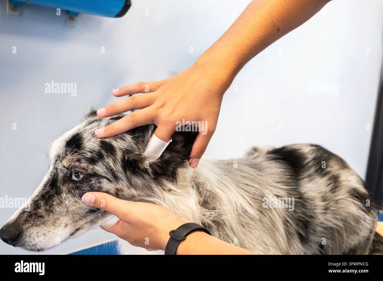Primo piano di un toelettatore professionista che tiene delicatamente la testa di un cane mentre gli pulisce l'orecchio in un salone di toelettatura per animali. L'immagine evidenzia l'igiene di routine, un Foto Stock